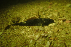 Psammogobius biocellatus