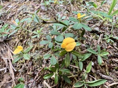 Stylosanthes biflora