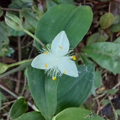 Tradescantia fluminensis