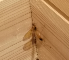 Opheltes glaucopterus