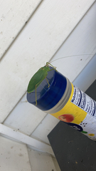 Pterophylla camellifolia