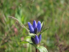 Gentiana andrewsii