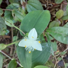 Tradescantia fluminensis