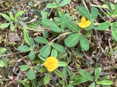 Stylosanthes biflora