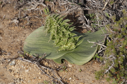 Massonia bifolia