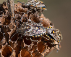 Agonoscelis puberula