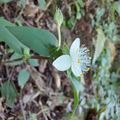 Tradescantia fluminensis