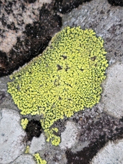 Rhizocarpon