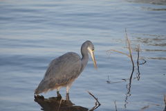 Egretta gularis