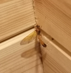 Opheltes glaucopterus