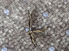Tipula furca