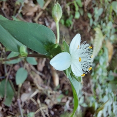 Tradescantia fluminensis