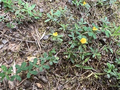 Stylosanthes biflora