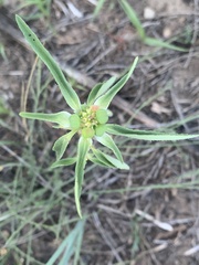 Euphorbia davidii