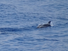 Stenella coeruleoalba