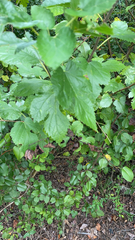 Physocarpus opulifolius