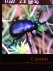 Timarcha tenebricosa