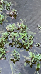 Ludwigia palustris