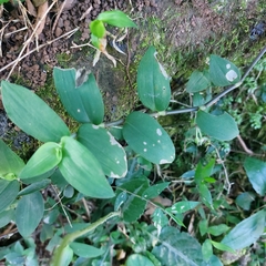 Tradescantia fluminensis