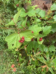 Viburnum edule