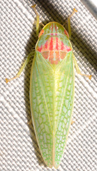 Gyponana octolineata