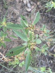 Euphorbia davidii