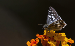 Burnsius communis