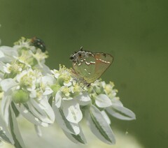 Callophrys gryneus