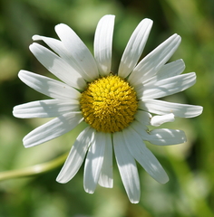 Leucanthemum