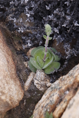 Crassula tomentosa