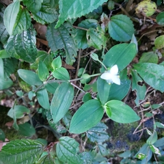 Tradescantia fluminensis