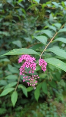 Spiraea japonica