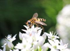 Helophilus fasciatus