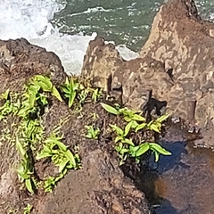 Habenaria bractescens