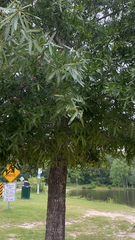Quercus phellos