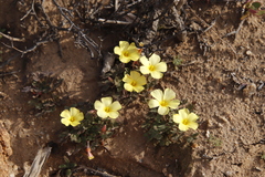Oxalis obtusa
