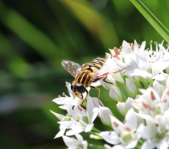 Helophilus fasciatus