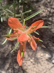 Castilleja integra