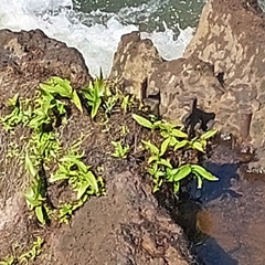 Habenaria bractescens