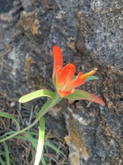 Castilleja integra
