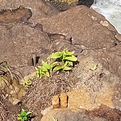 Habenaria bractescens