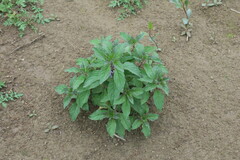 Mentha arvensis