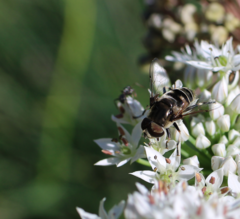Eristalis dimidiata