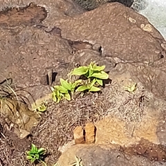 Habenaria bractescens