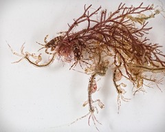 Caprella mutica image