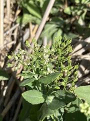 Lepidium draba