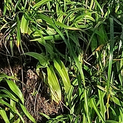 Habenaria bractescens