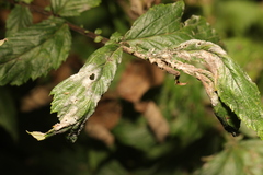 Podosphaera filipendulae