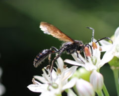 Isodontia