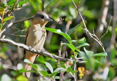 Pachyramphus validus